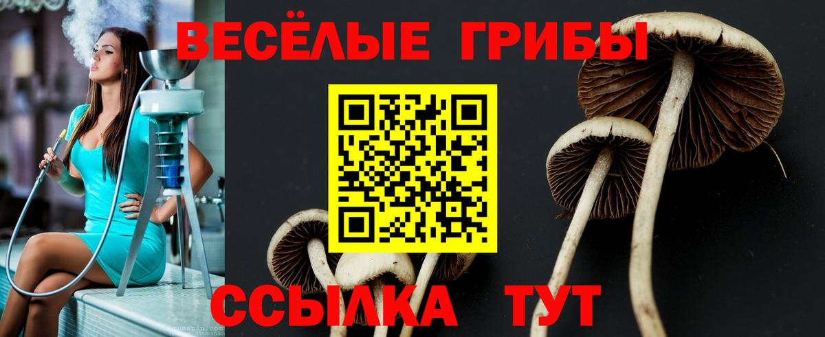 Родники  Псилоцибиновые грибы Psilocybe  Вход с VPN 